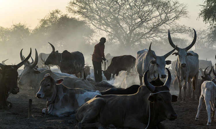 Money, guns and brides fuel South Sudan's cattle wars