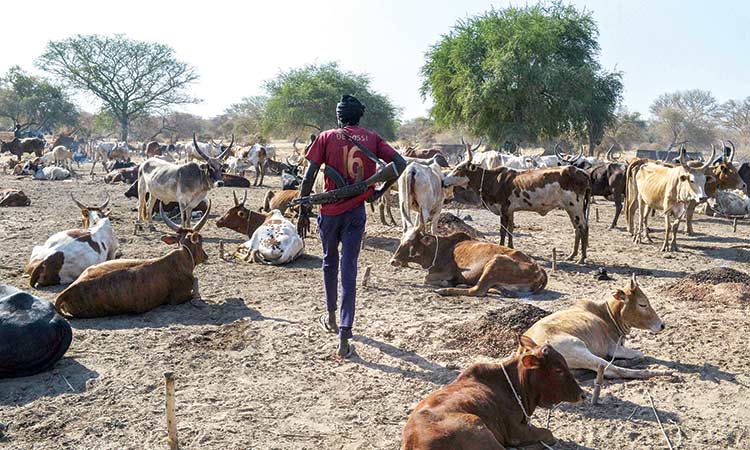 Money, guns and brides fuel South Sudan’s cattle wars