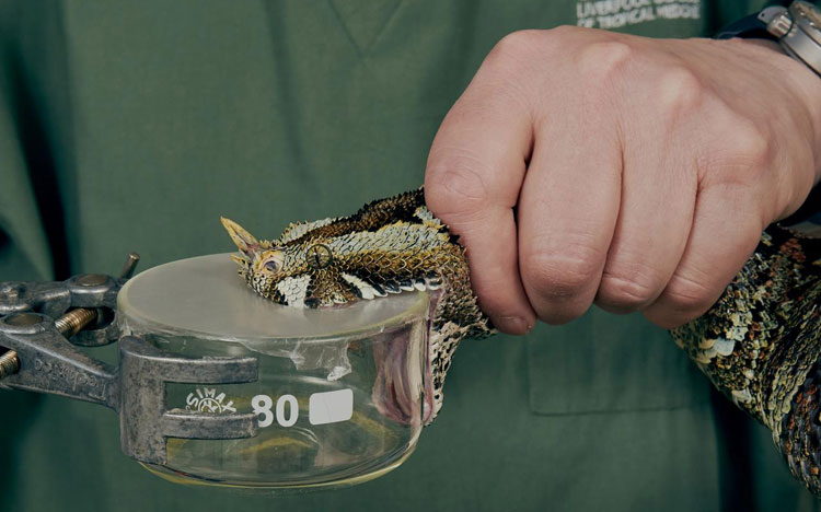 ‘Hidden health crisis’ of snakebites gets $100 million funding injection