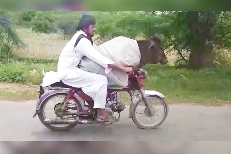 Video: Pakistani ‘cowboy’ rides a bike with a cow