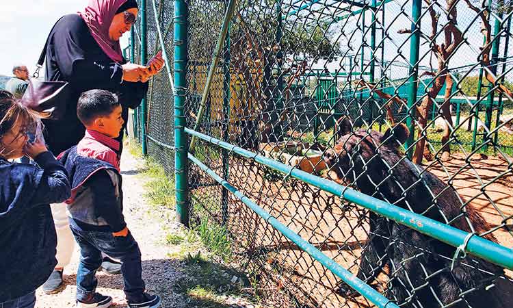 Syrian animals find haven in Jordan