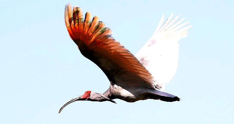 Endangered bird returned to S Korean wild 40 years after extinction