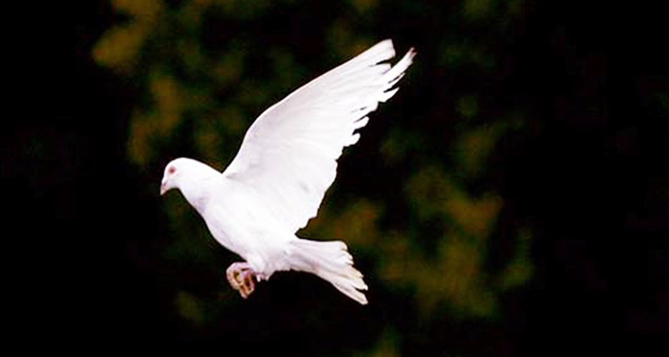 Dove saves German driver from speeding fine 