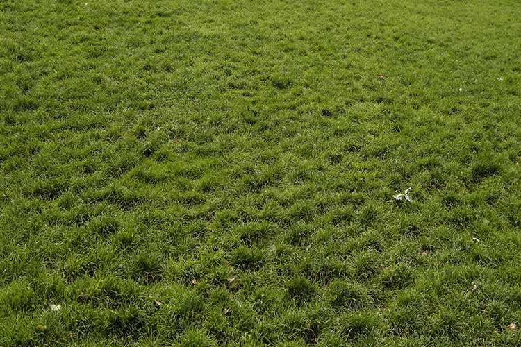 Student made to eat grass for not reading out lesson