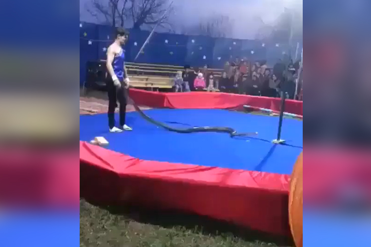 Video: Russian circus performer strangled to death by snake during show