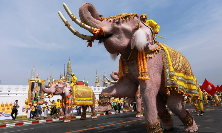 Elephants march in Thailand to pay respects to newly crowned king