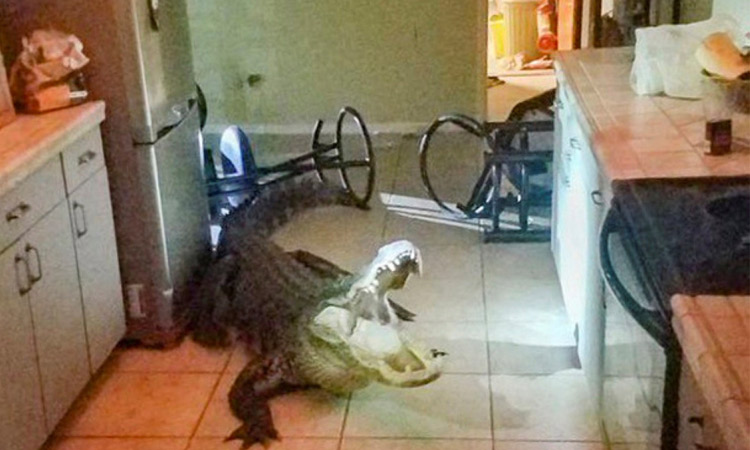 3.4-metre alligator busts through kitchen window