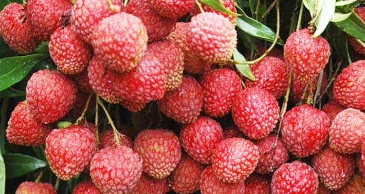 Encephalitis from lychees kills 31 children in India