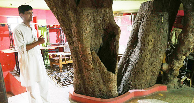 Indian family branches out with novel tree house