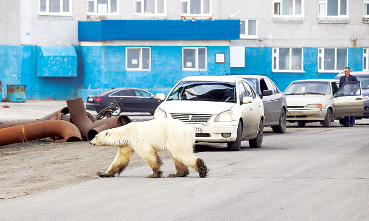 Hungry polar bear wanders into Russian city