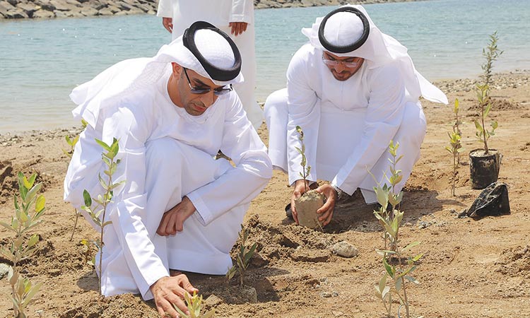 Ministry Dibba to plant 2500 mangroves