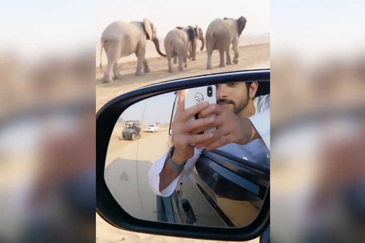 Video: Sheikh Hamdan shares video of elephants on Instagram 