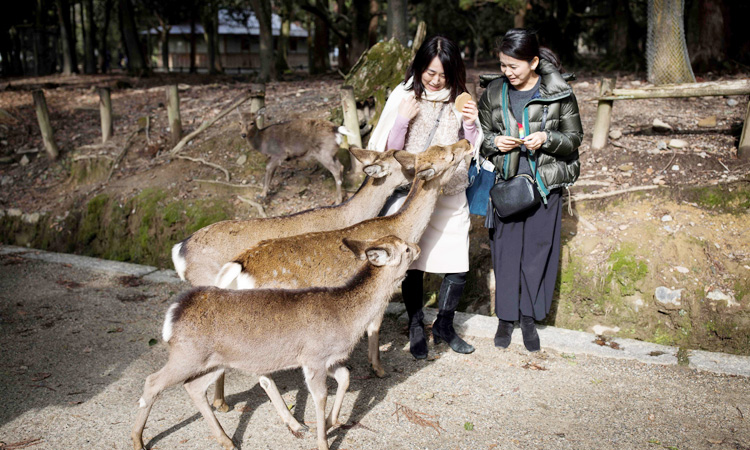 Nine deer dead in Japan after eating plastic: Wildlife group