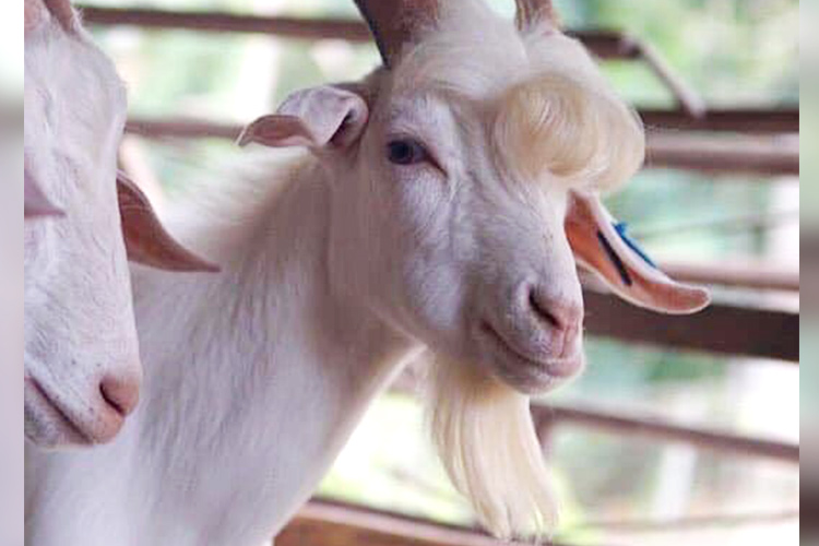 11-month-old ‘most handsome goat’ blows up the Internet 