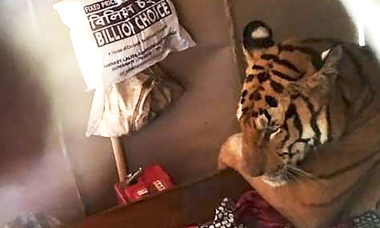 Tiger found lying on bed inside house while sheltering from India floods