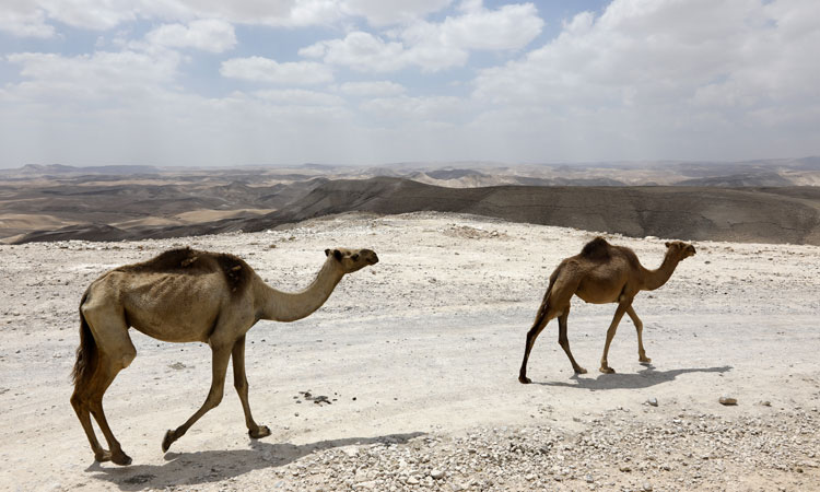 Camel dung fuels cement production in Ras Al Khaimah