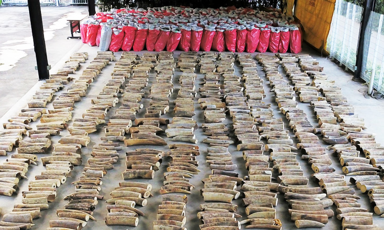 Singapore seizes ivory from nearly 300 elephants in record haul