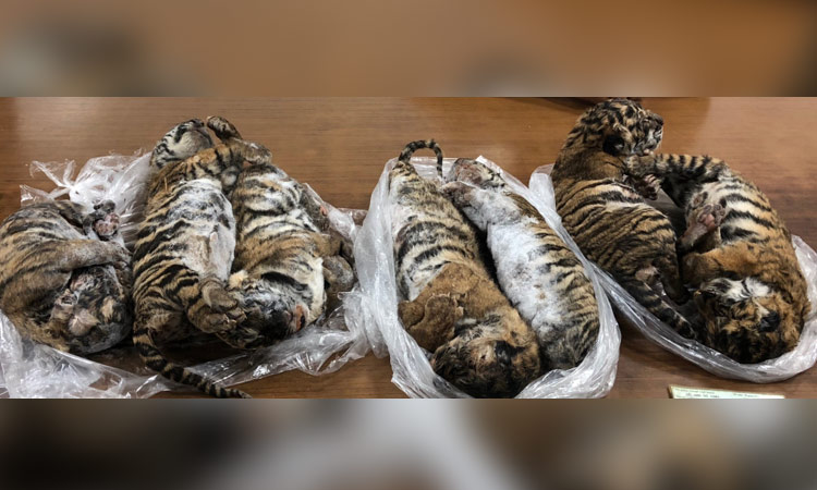 Seven dead tigers found in car in Vietnam; key wild trafficking suspect arrested