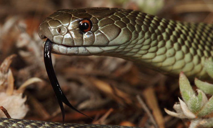 10-year-old girl dies after snake bites her inside a Kerala school classroom