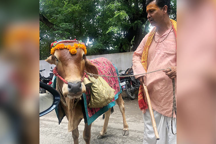 Video: Indian businessman Robert Vadra shares video of holy cow which can predict future