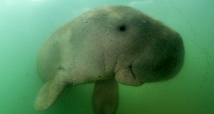 Orphaned Baby dugong captures hearts of thousands 