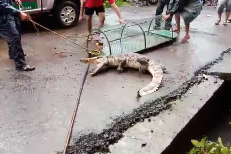 Huge crocodile comes out of a drain in Maharashtra town, see what happens next