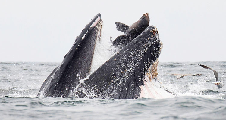 Rare photo captures sea lion falling into mouth of whale