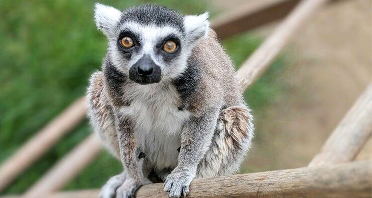 US man steals rare lemur from zoo          