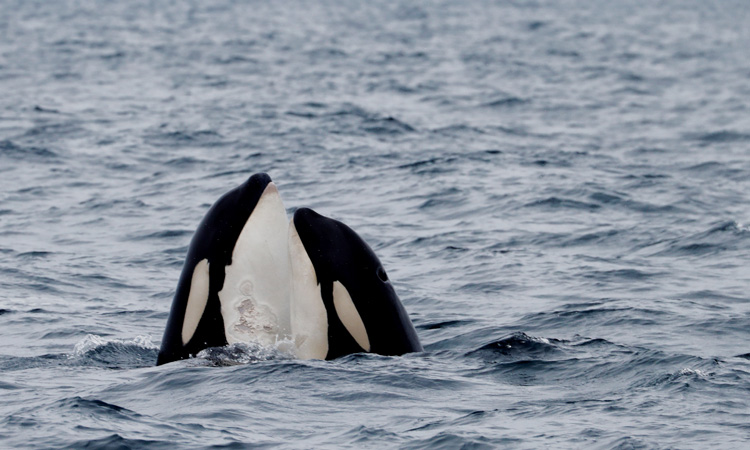 Canada takes new steps to protect endangered right whales