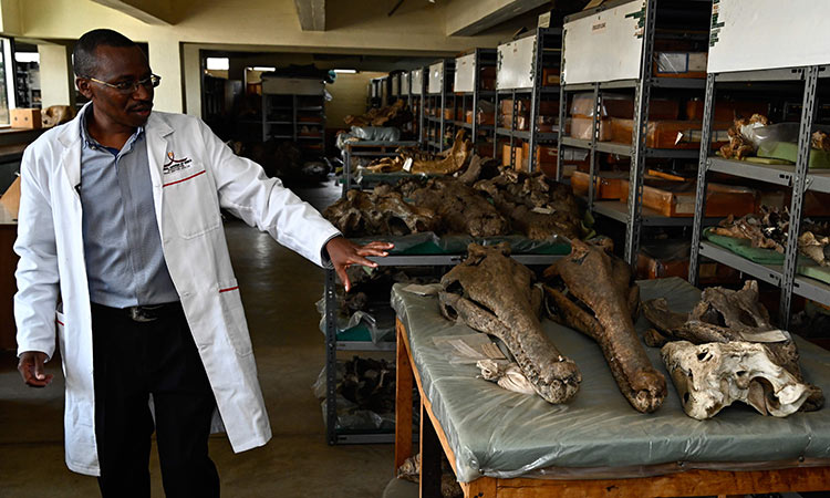 Hidden mysteries lie in wait inside Kenya's fossil treasury