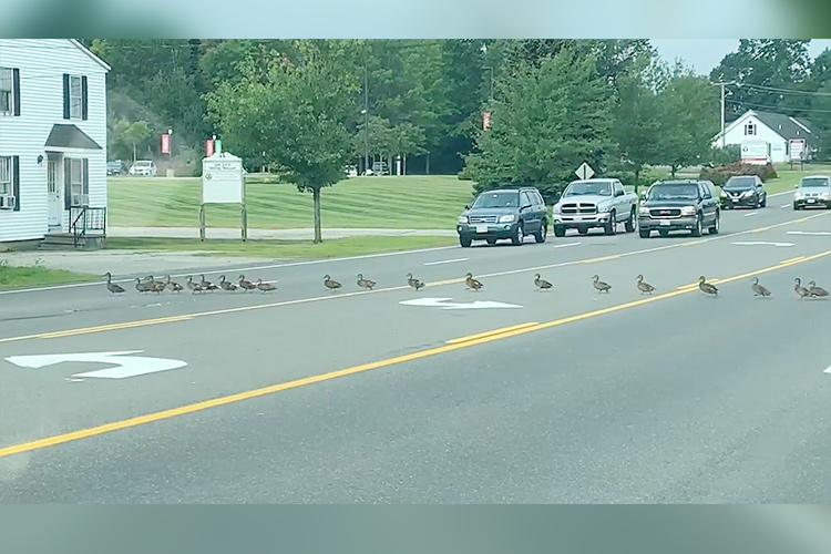 Video: Mother duck guided 45 ducklings across a five-lane road in US