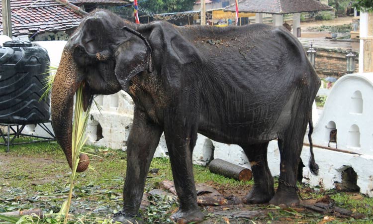 Elderly skeletal elephant spared Sri Lanka parade