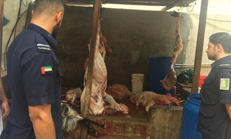 Sharjah Central Abattoir slaughters  around 3,000 sacrificial animals