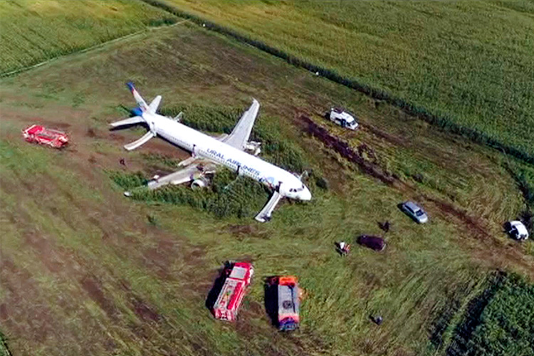 Video: Russian pilot lands  plane in corn field  after bird strike