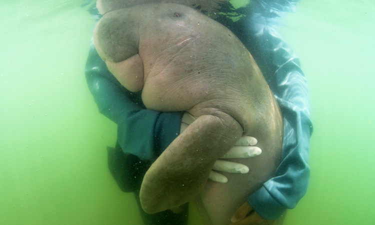 Beloved baby dugong ‘Mariam’ dies in Thailand with plastic in stomach