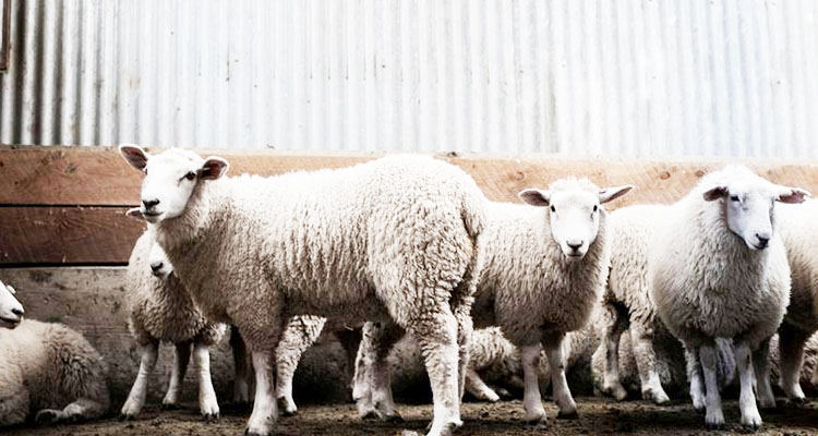 Ship carrying 16,000 sheep and cattle stranded off Australia