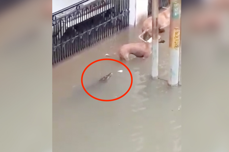 Video of crocodile trying to attack a dog in the streets of flooded Indian city goes viral