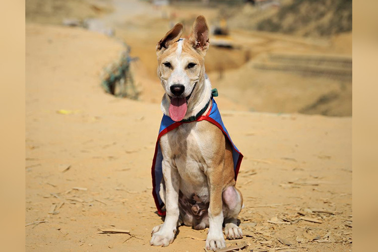 'Humanitarian pup' comes to the rescue of Rohingya refugees