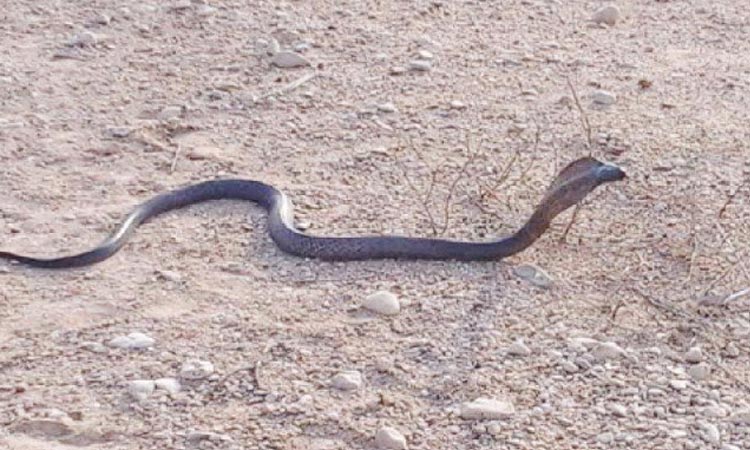 Escaped deadly cobra terrorises German town