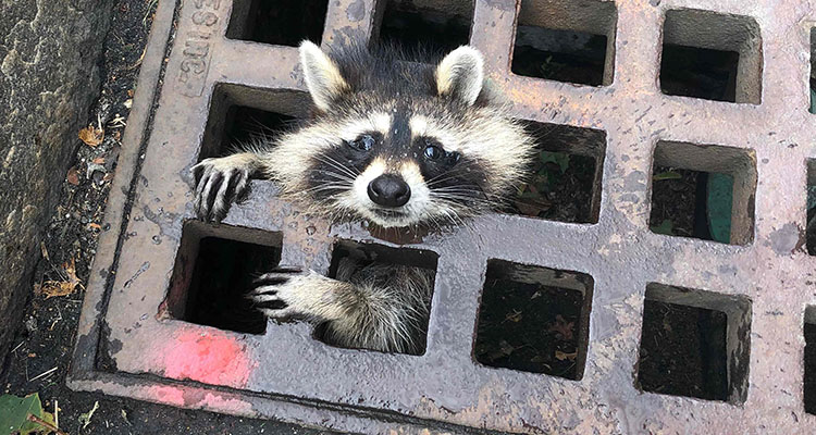 No 'Guardian of the Galaxy': Trapped US raccoon goes viral