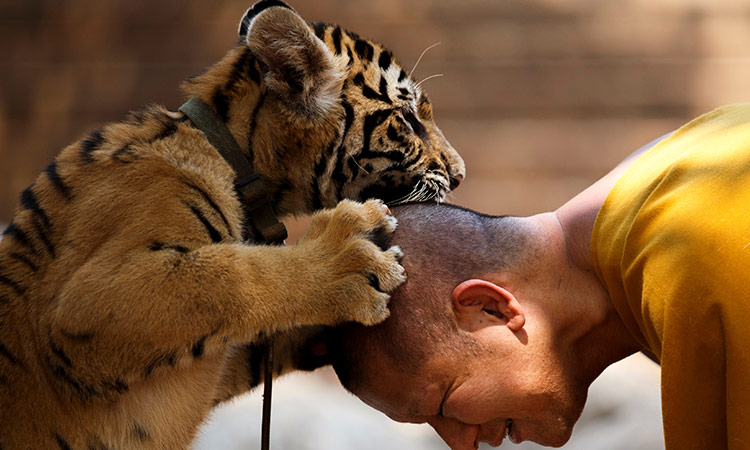 Scores of Tigers rescued from infamous Thai temple are dead