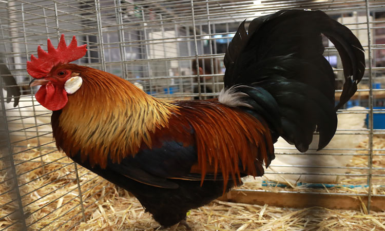 Aggressive pet rooster kills elderly Australian woman