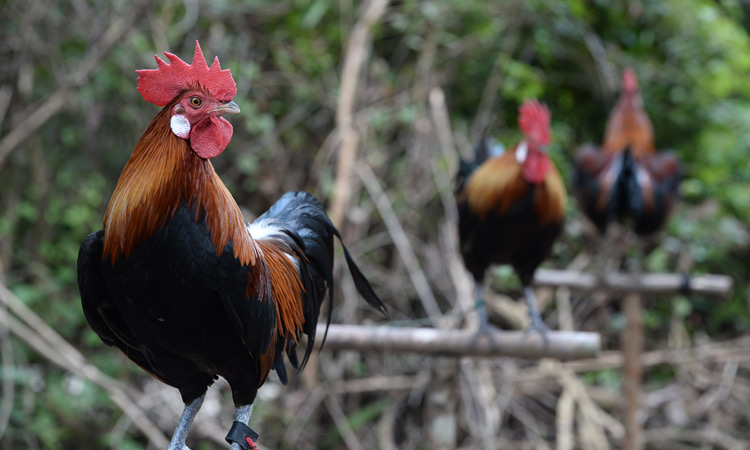 Philippine police chief killed by rooster during raid on illegal cockfight