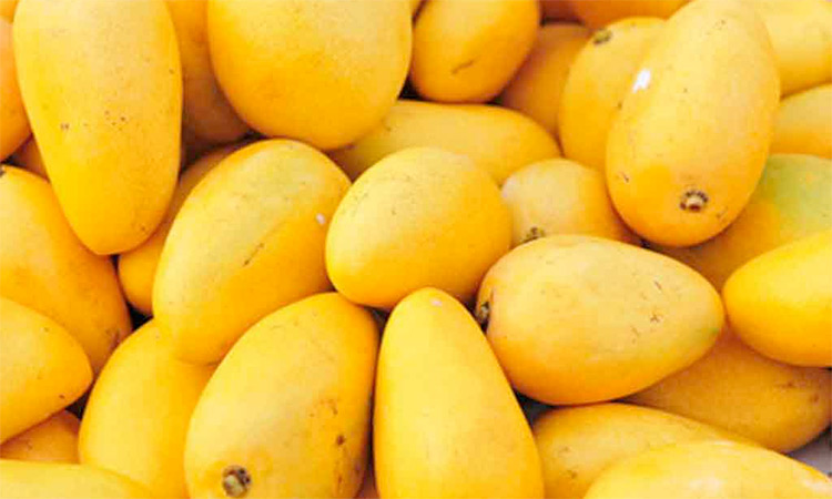 Triple threat: Pakistan's mango growers face a sticky season