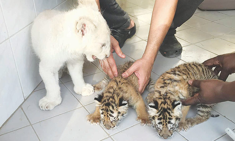 Environment body confiscates 5 animals