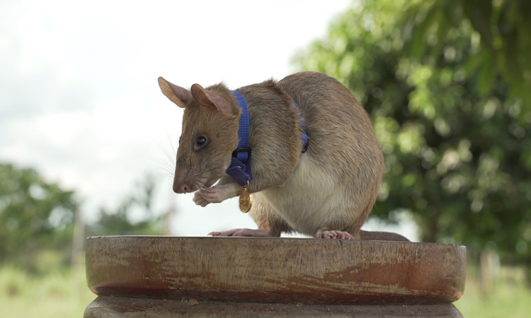 Rat who detected land mines in Cambodia dies in retirement