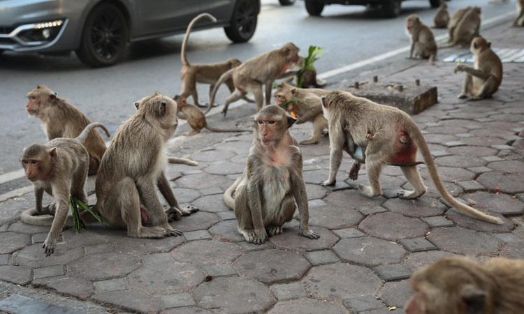 Monkeys snatch baby and throw in water tank