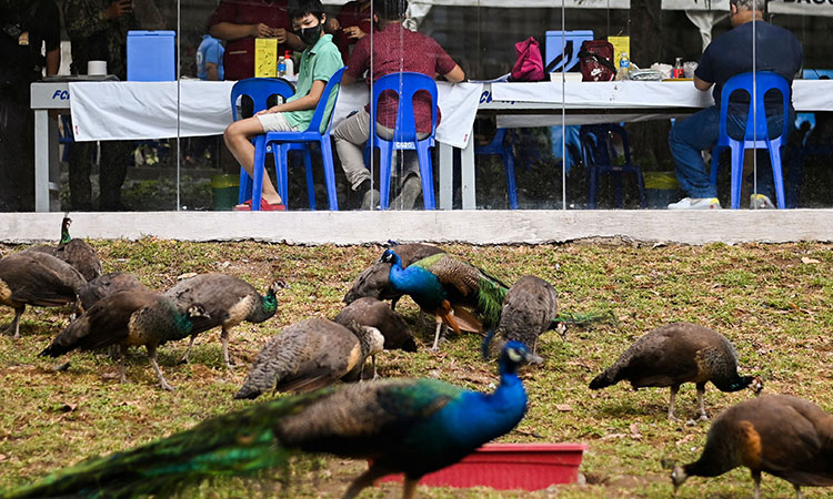 With eagles and elephants, Philippines lures public for 'zoo jabs' 