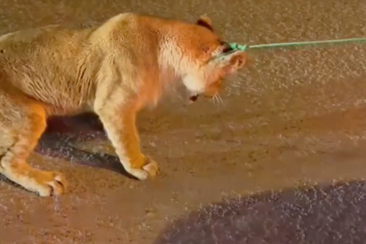 VIDEO: Kuwaiti girl’s lioness escapes and causes panic in the streets 