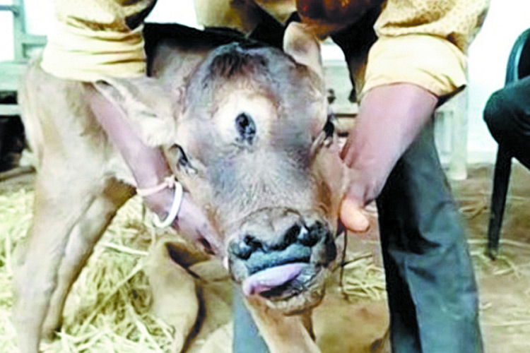 VIDEO: Calf born with three eyes and four  nostrils in India